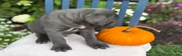 Cane Corso dogs for sale: Diesel - Ad 14
