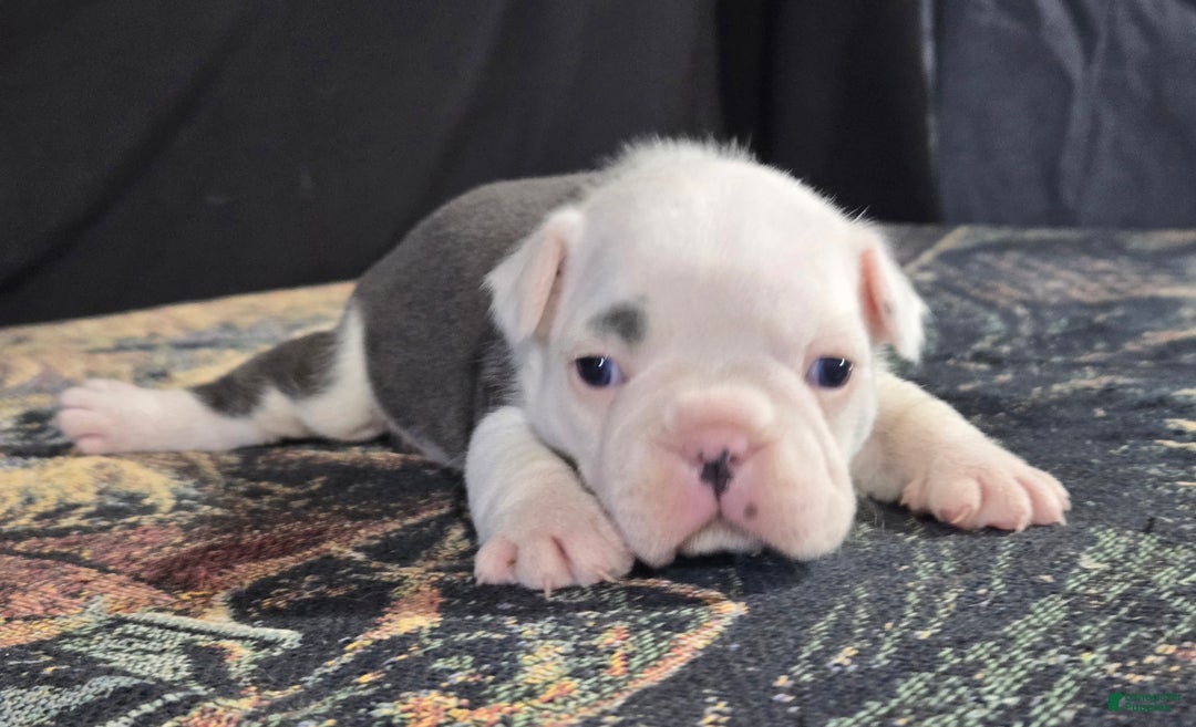 Frenchton dogs for sale: Parker - Ad 2