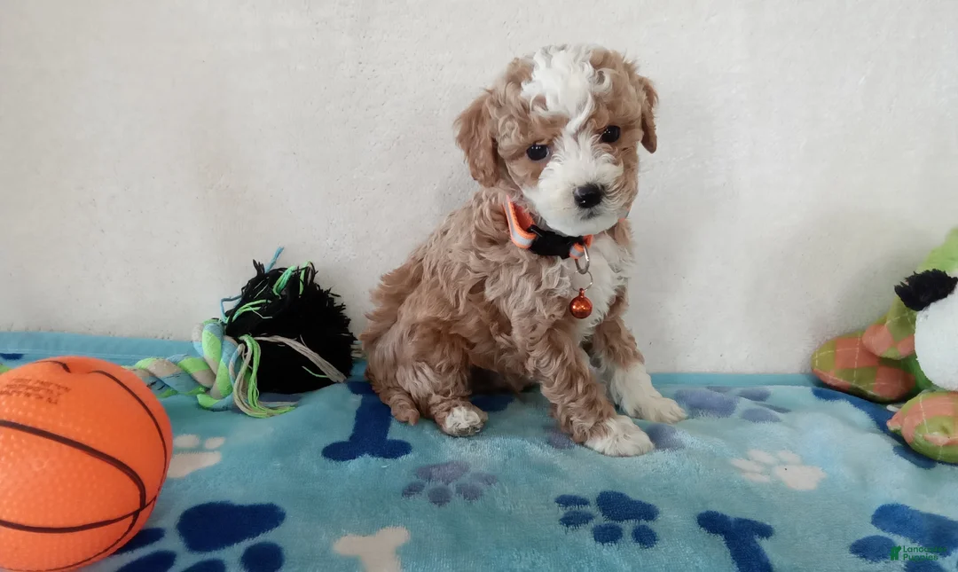 Cavapoo dogs for sale: Peyton  - Ad 6