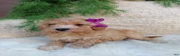 Bichpoo dogs for sale: Violet  - Ad 3