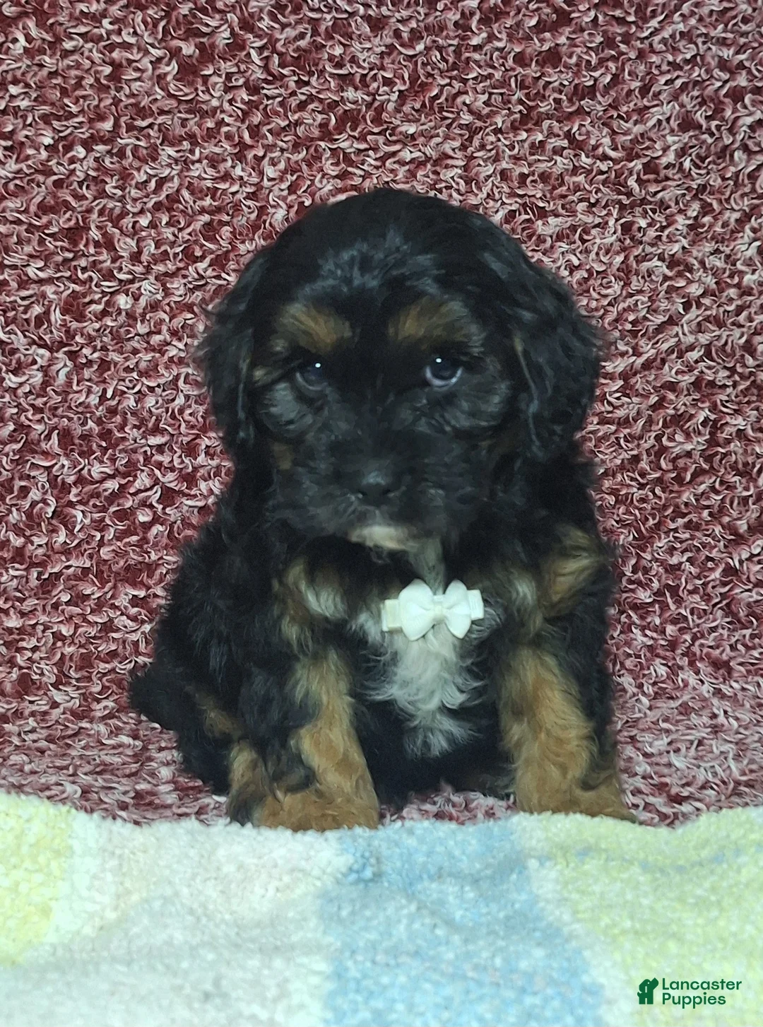 Cavapoo dogs for sale: Conner - Ad 2