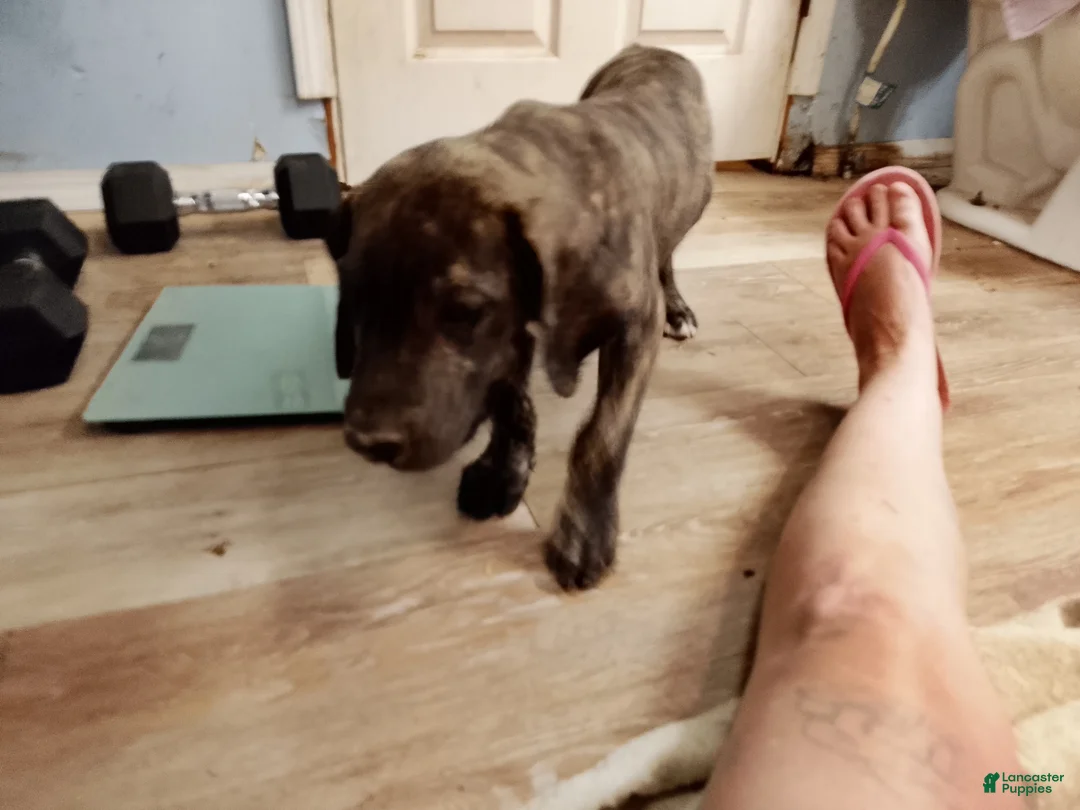 Great Dane dogs for sale: Great Dane 7 - Ad 1