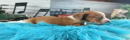 Dachshund dogs for sale: Nationwide delivery. Sugar pies red and white boy - Ad 5