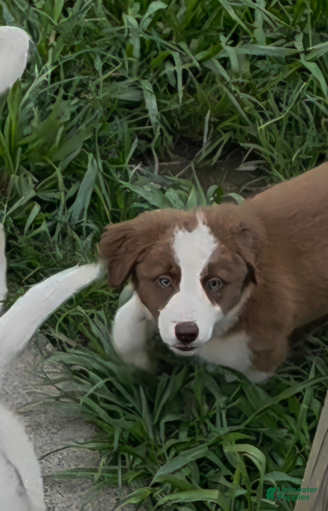 Border Collie dogs Border Collie 3 - Ad 1