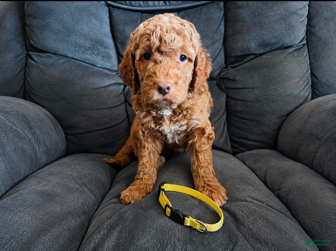 Mini Goldendoodle dogs  Yellow Collar - Ad 1
