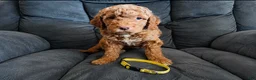 Mini Goldendoodle dogs for sale: Orange Collar - Ad 13