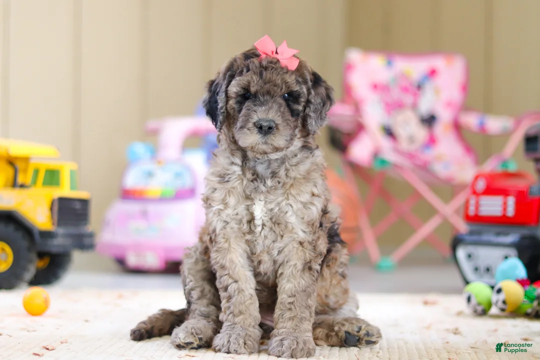 Newfypoo dogs for sale: Ginger - Ad 2