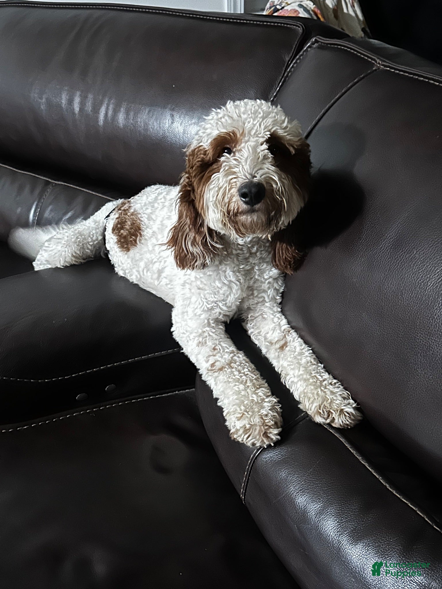 Mini Goldendoodle dogs for stud: Benny - Ad 2