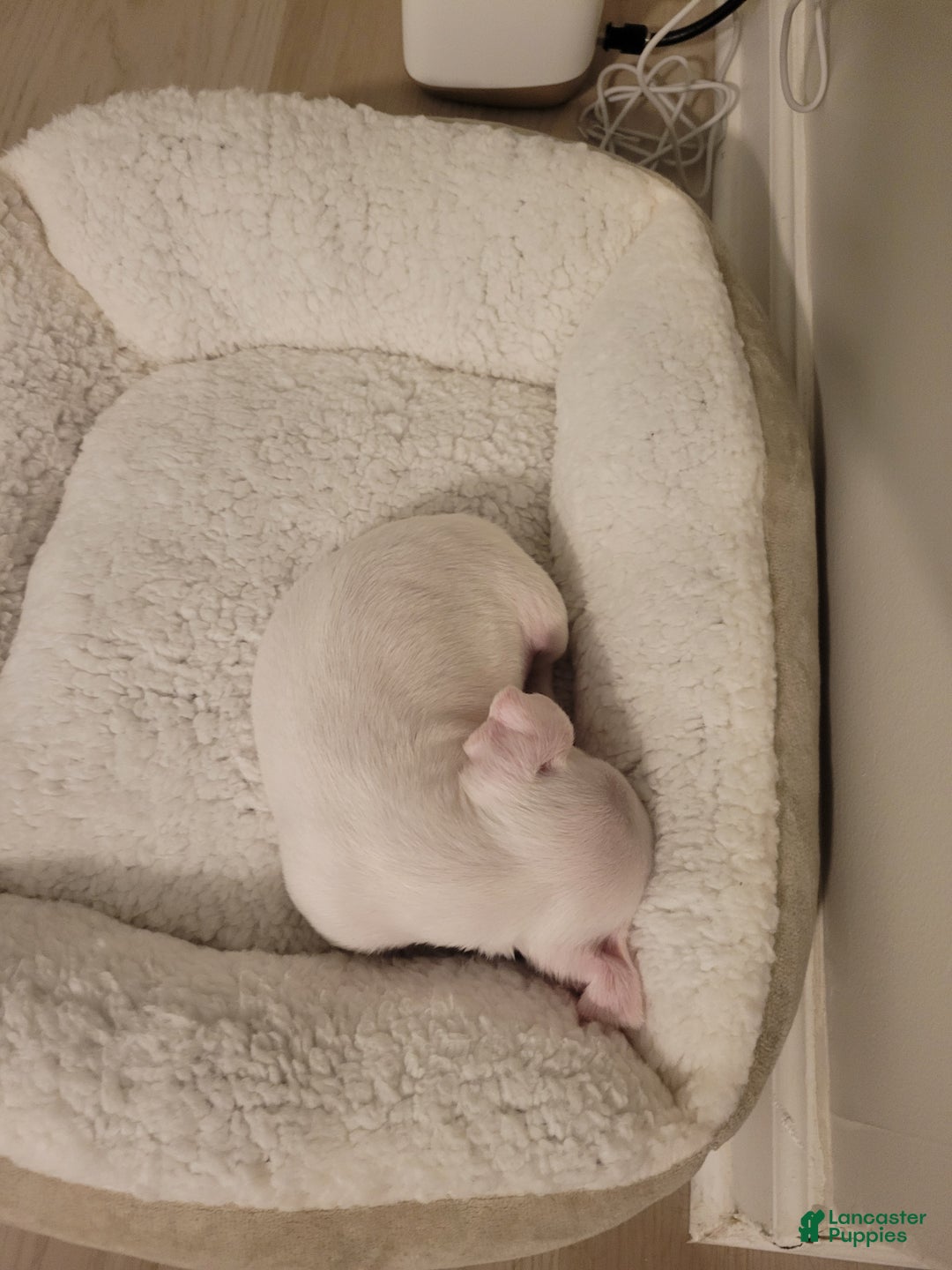 Chihuahua dogs for sale: Chihuahua Puppy 2 - Ad 2