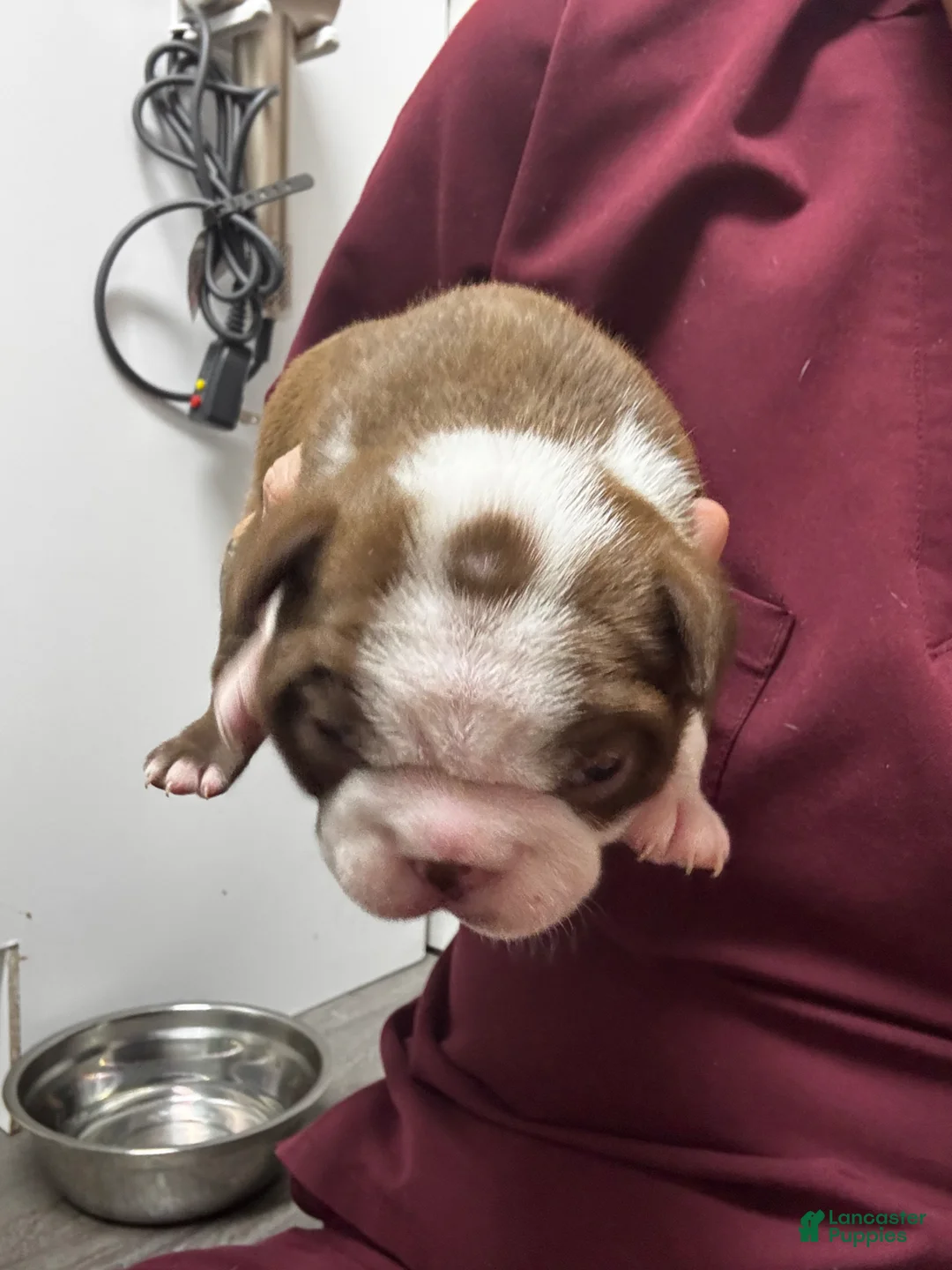 Boston Terrier dogs for sale: Boston Terrier Puppy 3 - Ad 2