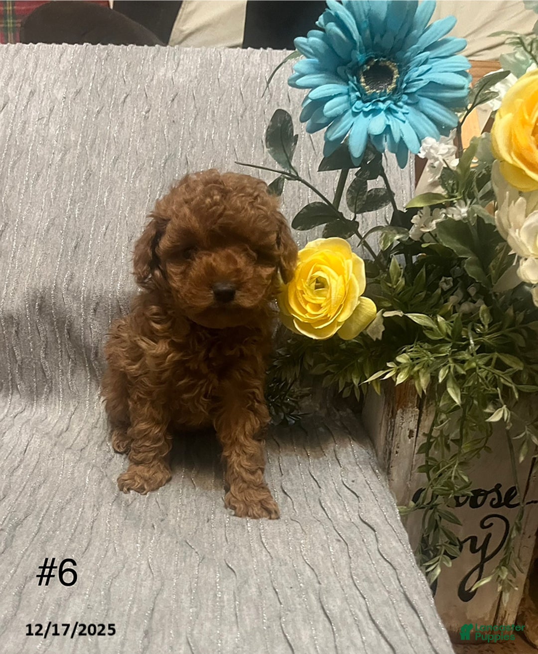 Miniature Poodle dogs for sale: Mandy - Ad 2