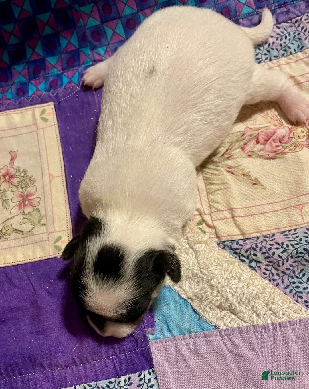 Chihuahua dogs for sale: Lucille - Ad 24