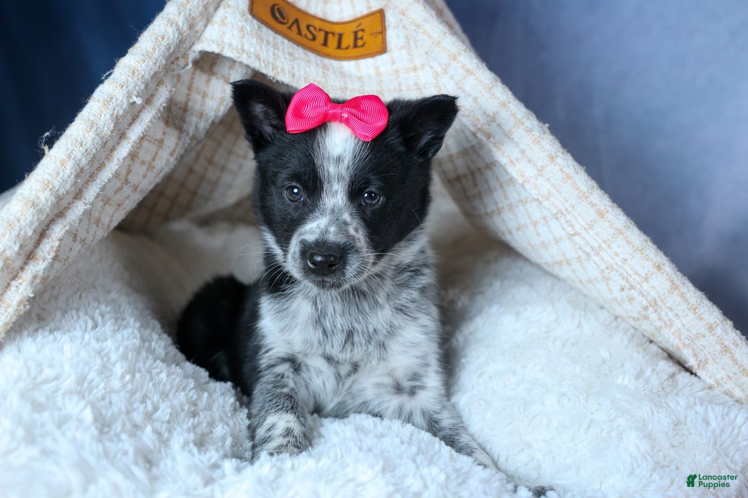 Mixed Breed dogs for sale: DOLLY - Ad 1