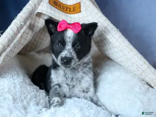 Mixed Breed dogs DOLLY - Ad 40