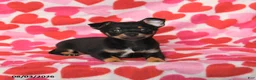 Chihuahua dogs for sale: Pal  - Ad 3