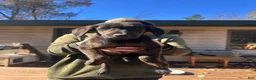 Mixed Breed dogs for sale: Mixed Breed 6 - Ad 2