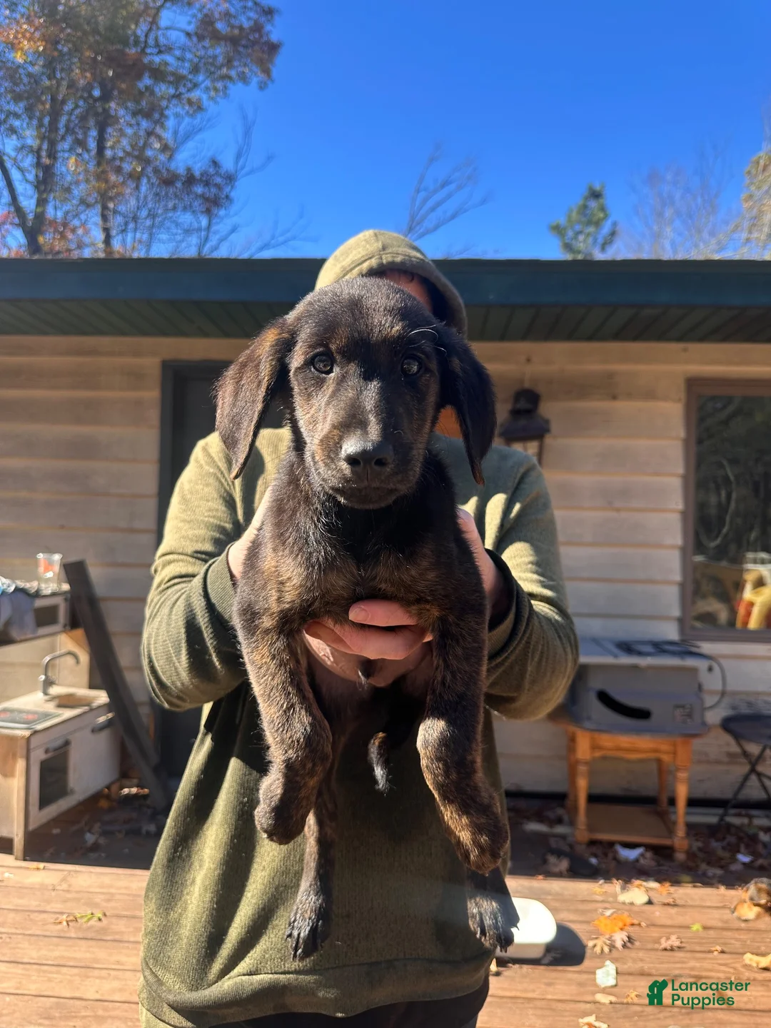 Mixed Breed dogs for sale: Mixed Breed 6 - Ad 2