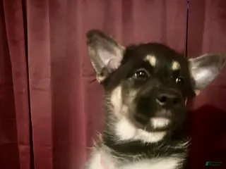 Mixed Breed dogs Mixed Breed Puppy 1 - Ad 6