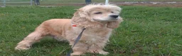 Cocker Spaniel dogs for sale: Kaylee - Ad 5