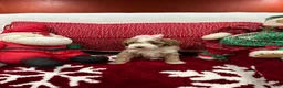 Mini Goldendoodle dogs for sale: Petite Mini Goldendoodle Babydoll - Ad 4
