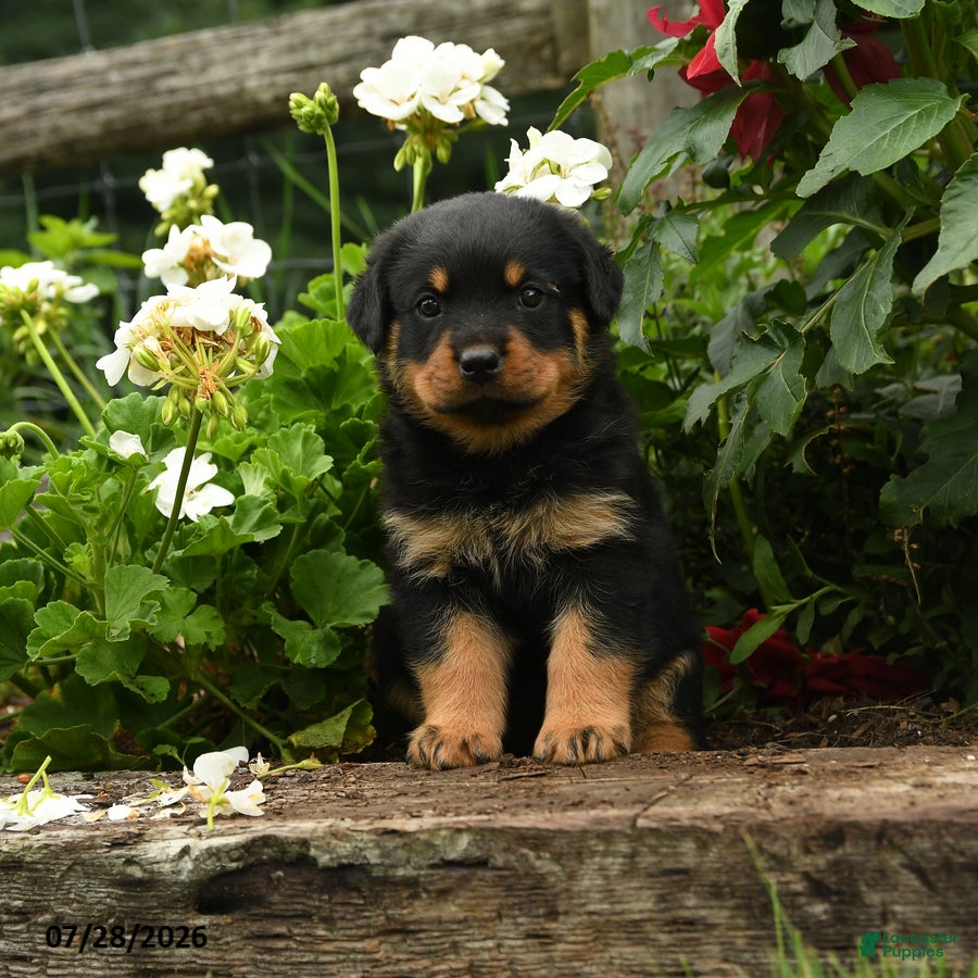 Rottweiler dogs Mary - Ad 2