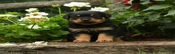 Rottweiler dogs for sale: Mary - Ad 2