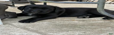 Cane Corso 1