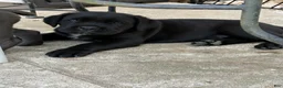 Cane Corso dogs for sale: Cane Corso 1 - Ad 1