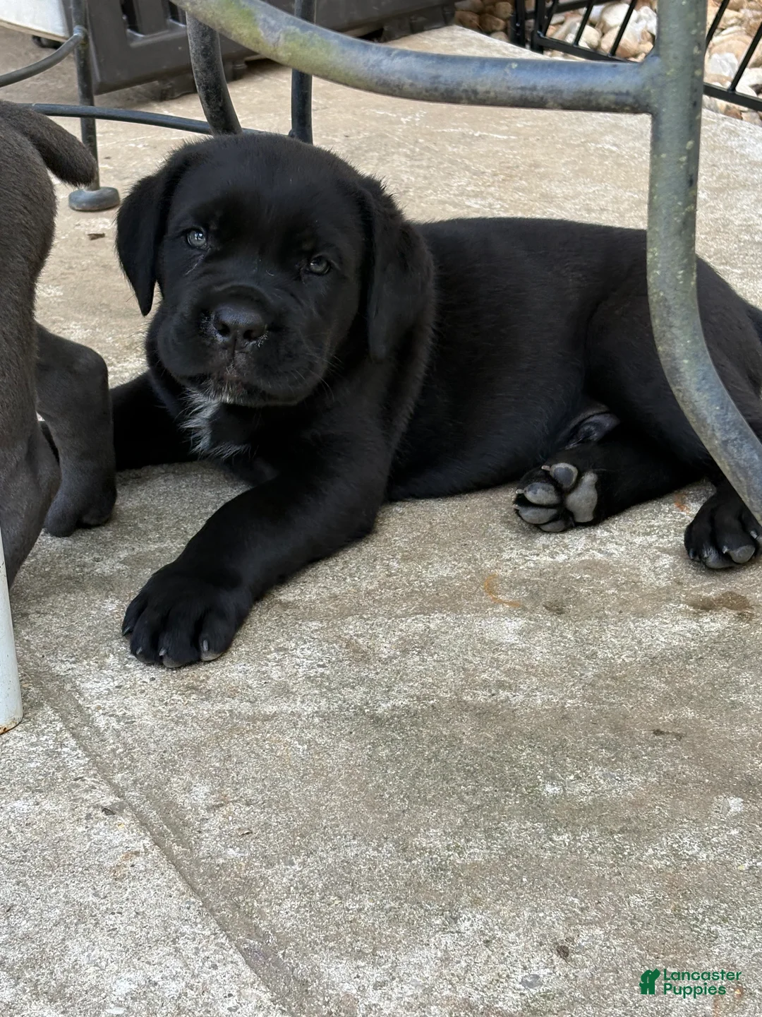Cane Corso dogs for sale: Cane Corso 1 - Ad 1