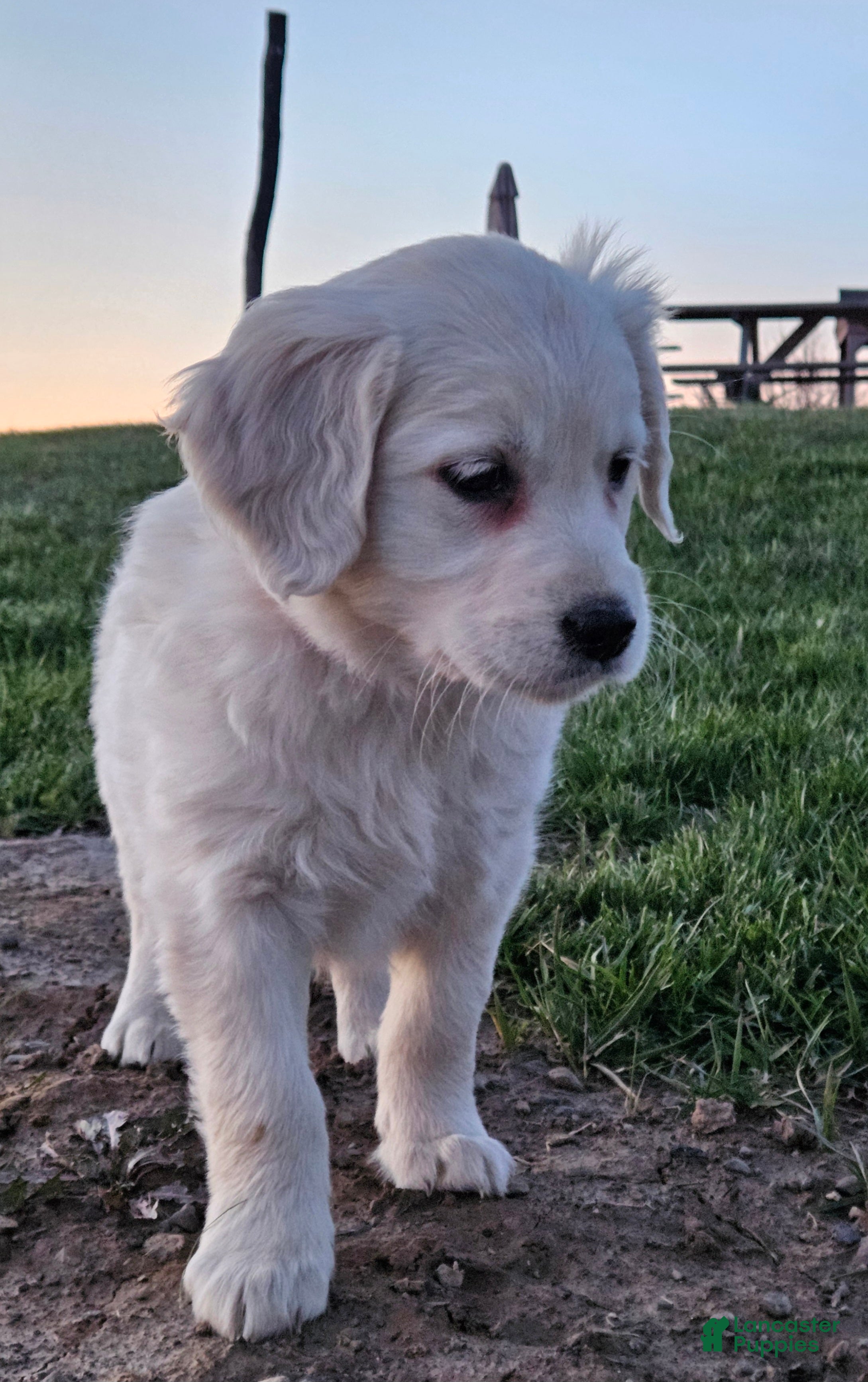 Golden Retriever dogs Bella - Ad 23