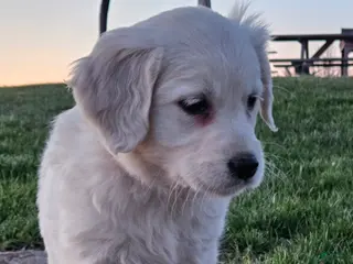 Golden Retriever dogs Bella - Ad 23