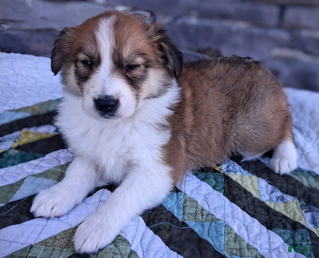 Scotch Collie dogs for sale: Honey - Ad 2