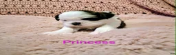 Shih Tzu dogs for sale: Princess - Ad 4