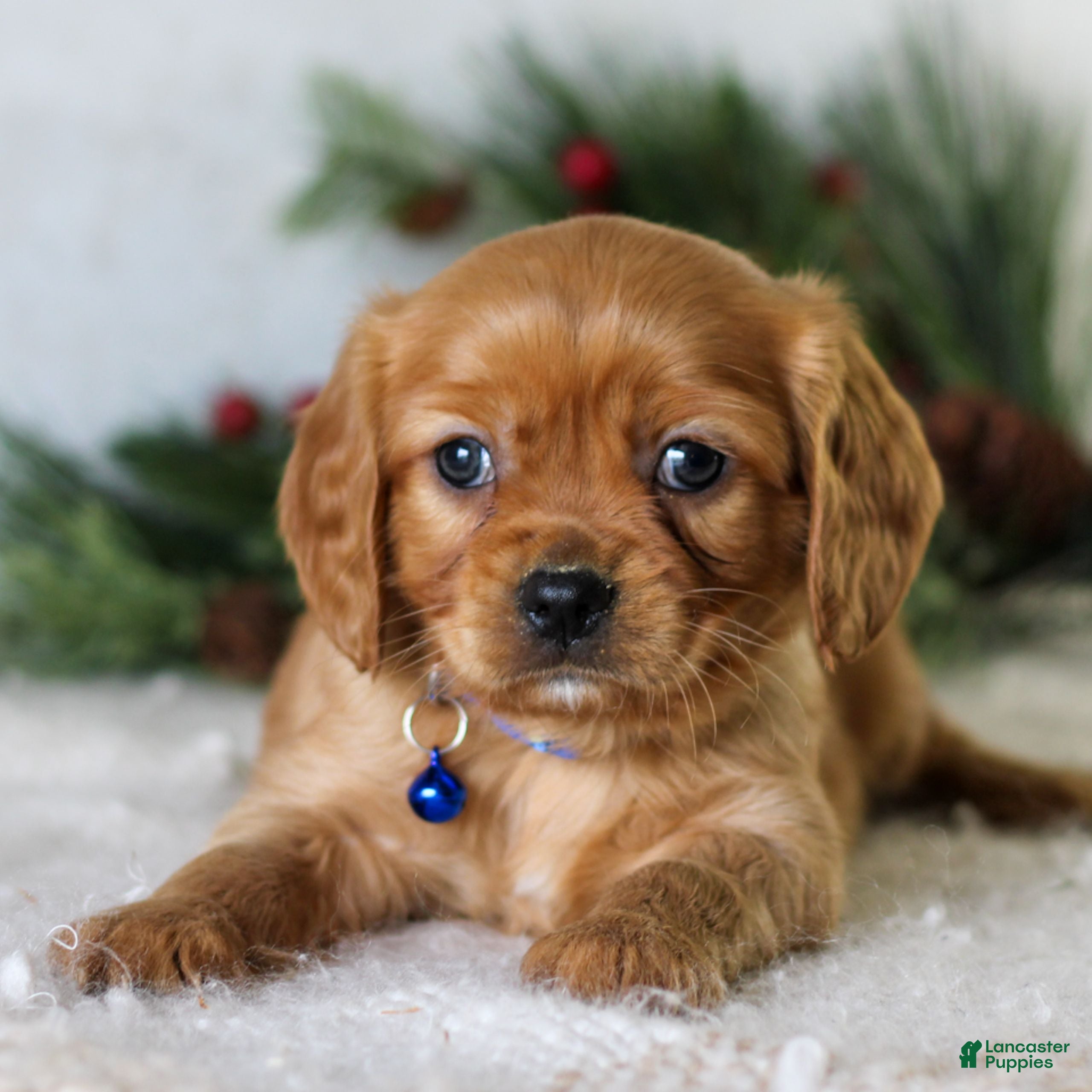 Miniature Golden Retriever dogs Domino  - Ad 24