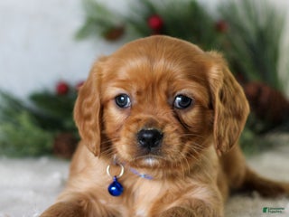 Miniature Golden Retriever dogs Domino - Ad 17