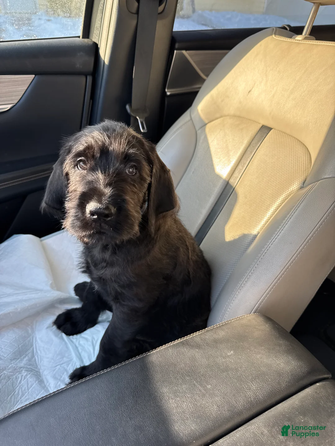 Mixed Breed dogs for sale: Dark Blue Collar - Ad 2