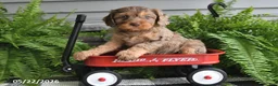 Cavapoo dogs for sale: Vonnie - Ad 4