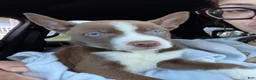 Siberian Husky dogs for sale: Pitsky - Ad 1