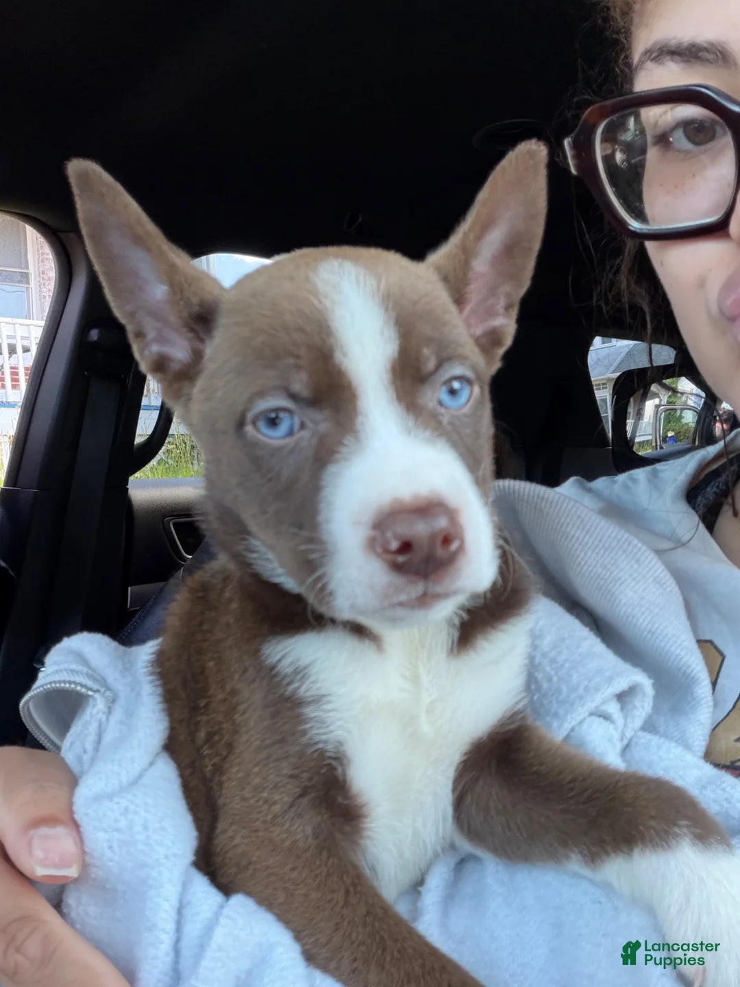 Siberian Husky dogs for sale: Pitsky - Ad 1