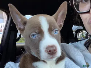 Siberian Husky dogs Pitsky - Ad 1