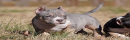American Bully dogs for sale: American Bully Puppy 2 - Merle - Ad 5