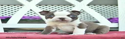Boston Terrier dogs for sale: Prince   - Ad 3