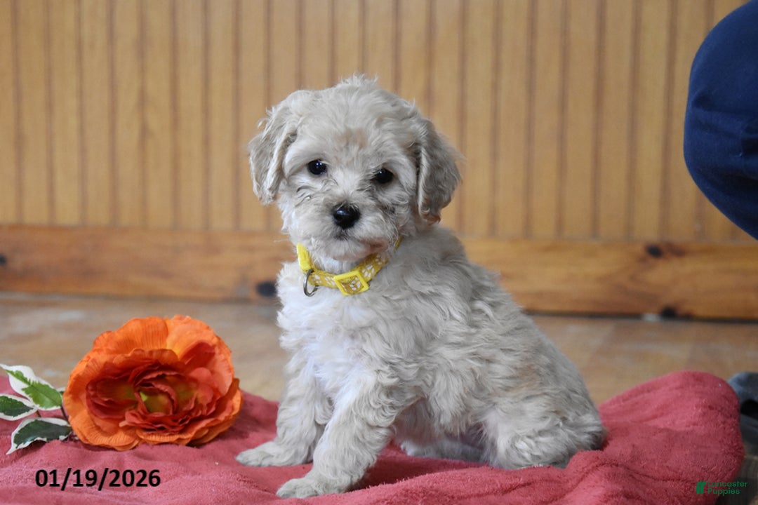 Cockapoo dogs for sale: Princess - Ad 1