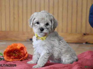 Cockapoo dogs Princess - Ad 39