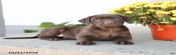 Labrador Retriever dogs for sale: Loyal - Ad 2