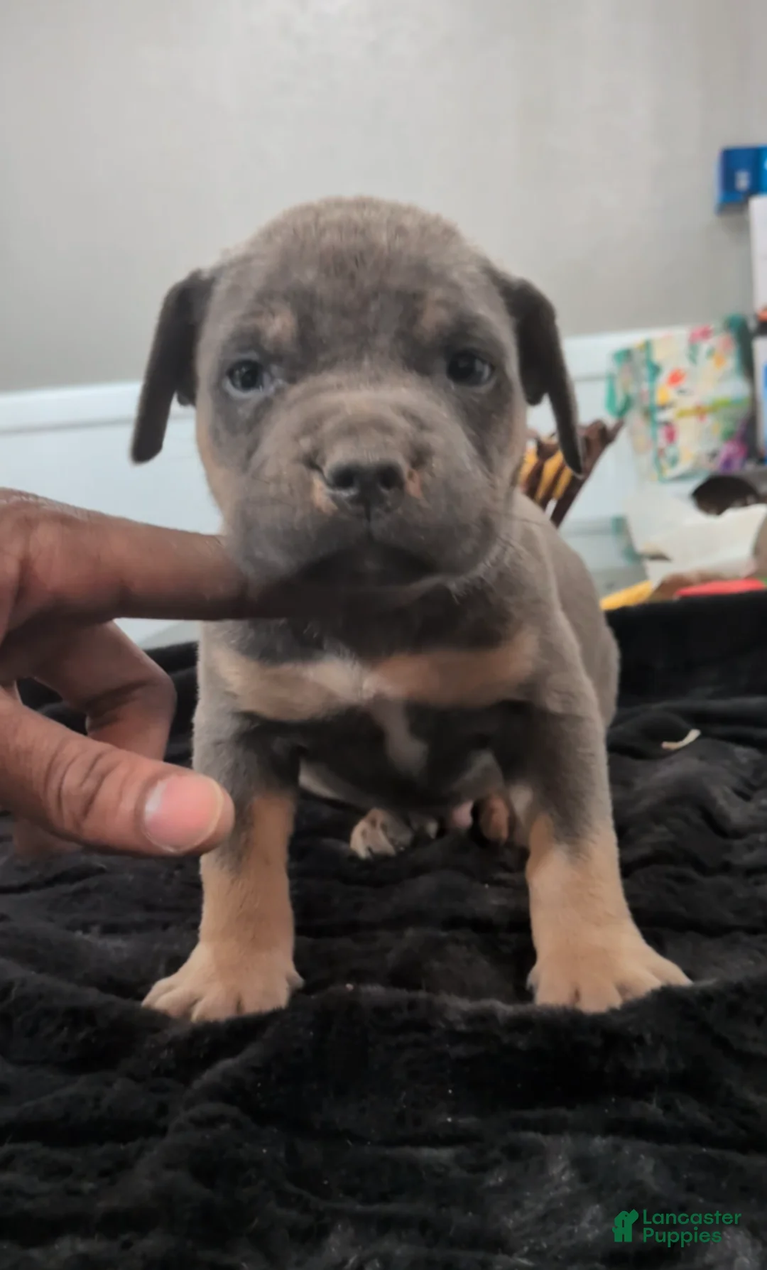 American Bully dogs for sale: Poncho  - Ad 1