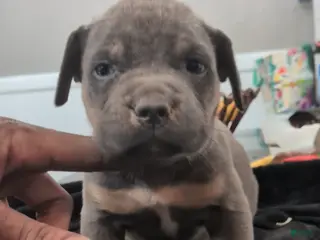 American Bully dogs for sale: Poncho - Ad 2