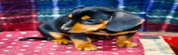 Miniature Dachshund dogs for sale: Annie - Ad 7