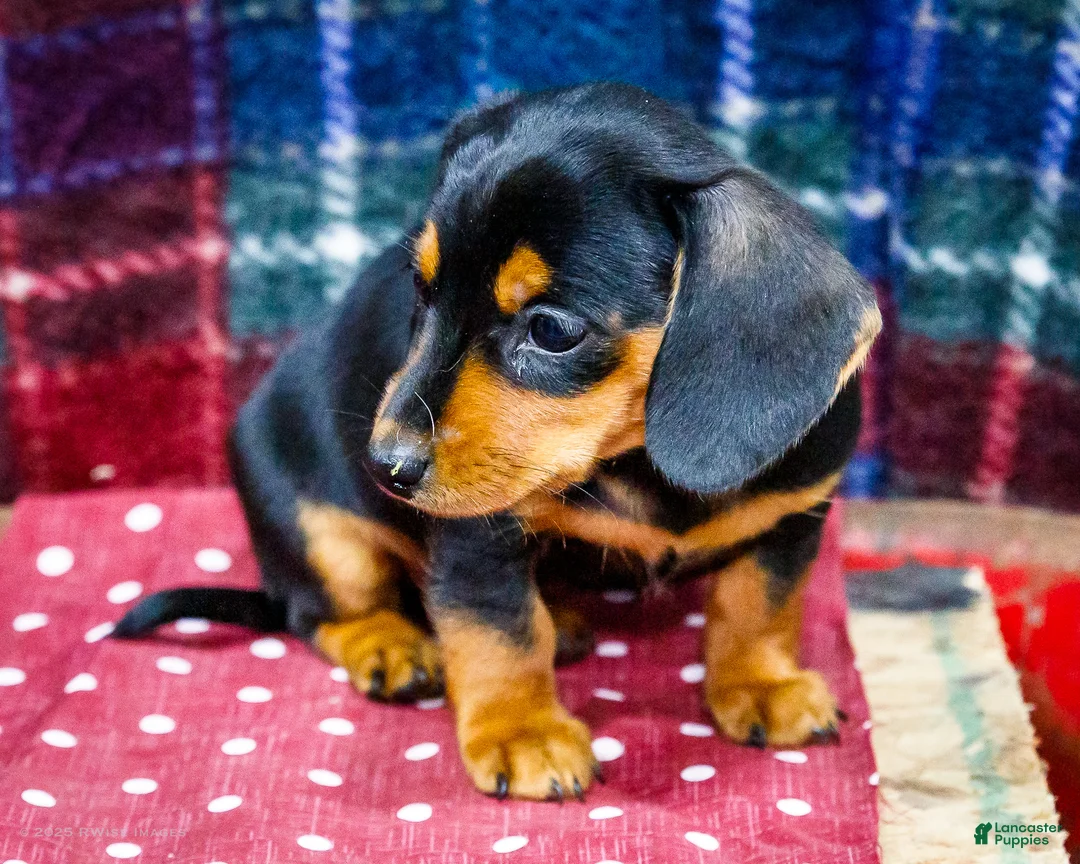 Miniature Dachshund dogs for sale: Annie - Ad 7
