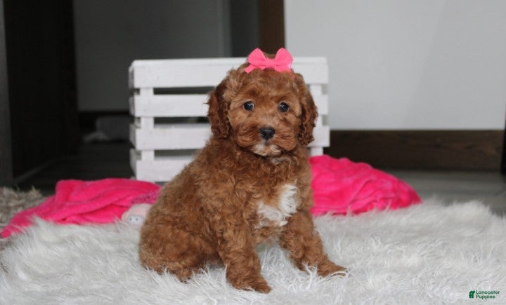 Cockapoo dogs Phoebe  - Ad 1